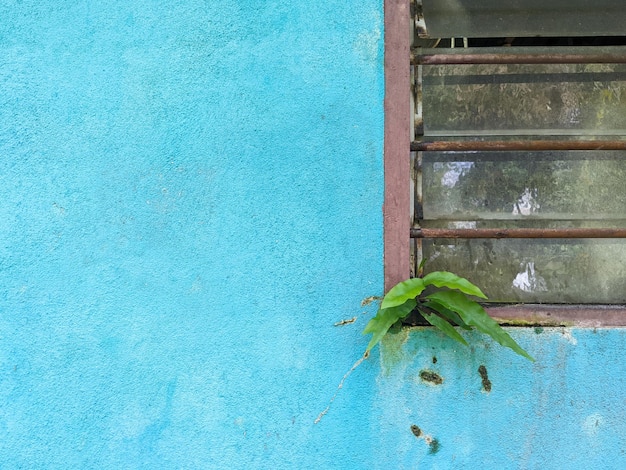 Des plantes vertes qui poussent sauvages sur une fenêtre en bois d'une maison