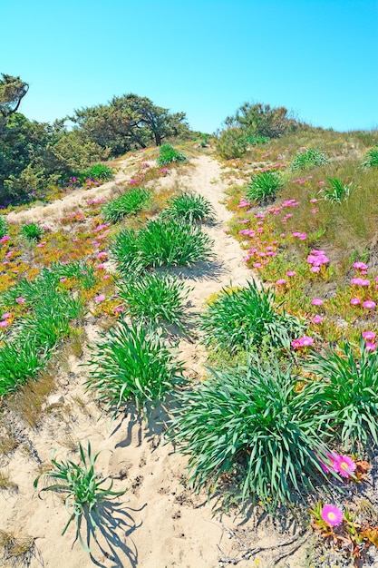 Plantes vertes et roses sur une dune de sable de la plage de Platamona Sardaigne