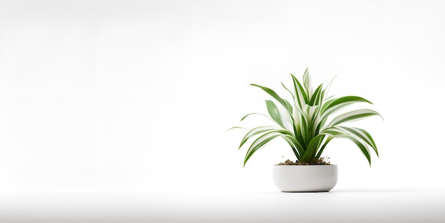 plantes vertes et sol sur fond blanc espace de copie conception générative ai