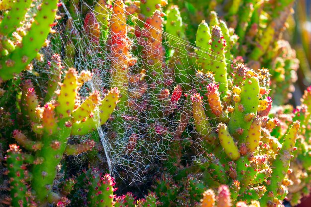 Plantes vertes succulentes hérissées de cactus avec des épines et des toiles d'araignée