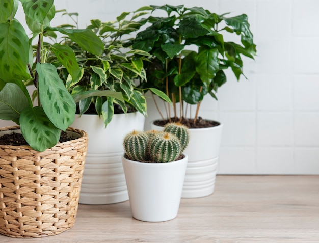 Plantes vertes sur la table dans la maison