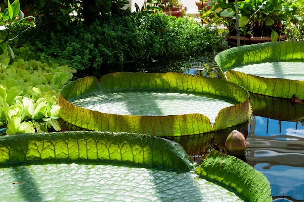 Plantes Victoria Regia dans la lagune