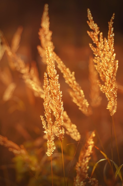 Plantes vintage d'automne