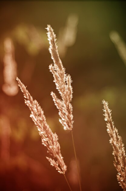 Plantes vintage d'automne