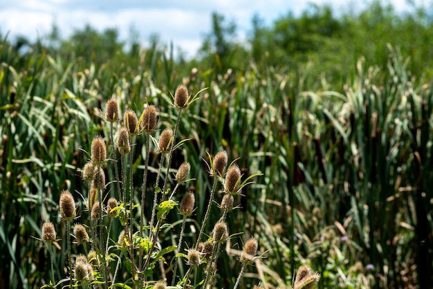 Photo les plantes