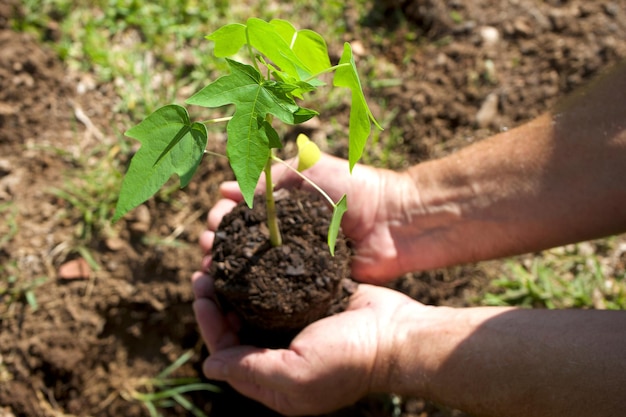 Photo plantez un arbre pour sauver la planète