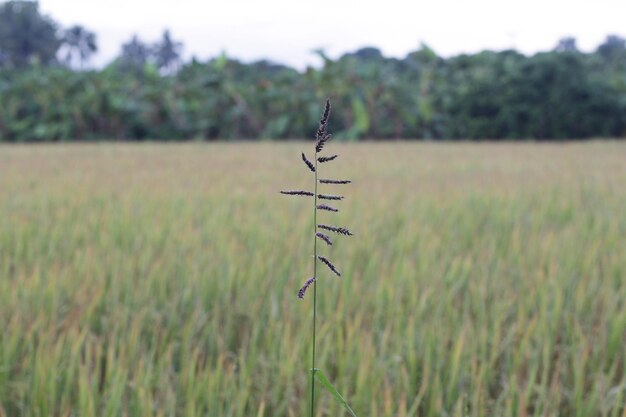 Plantez sur le champ contre le ciel