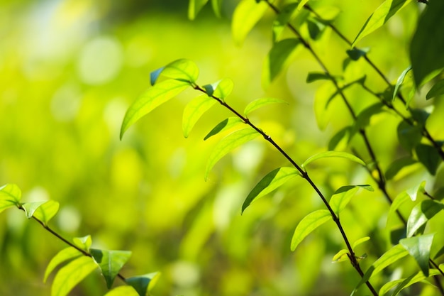 Plantez une feuille verte dans le jardin avec un arrière-plan flou