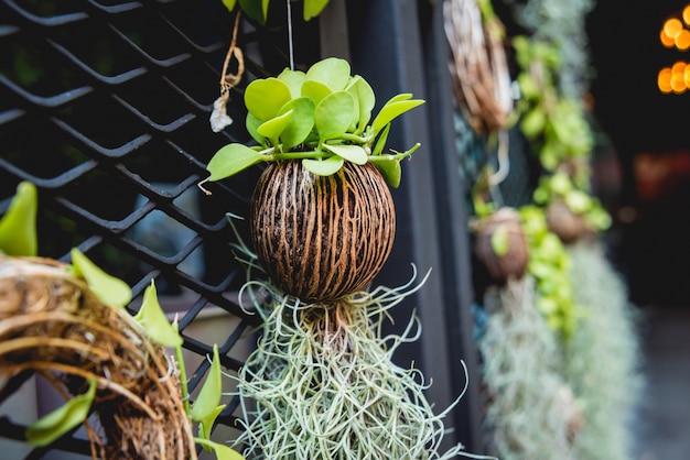 Plantez des herbes dans des pots de noix de coco accrochés au mur.