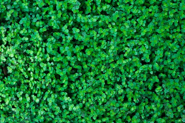 Plantez d'innombrables feuilles fraîches et vertes de nombreux détails fond de mur de feuilles vertes