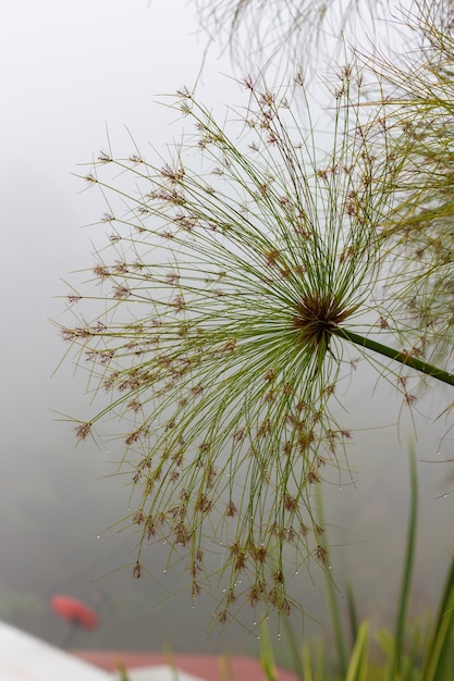 Plantez le matin avec de la rosée et de nombreuses gouttes d'eau d'humidité