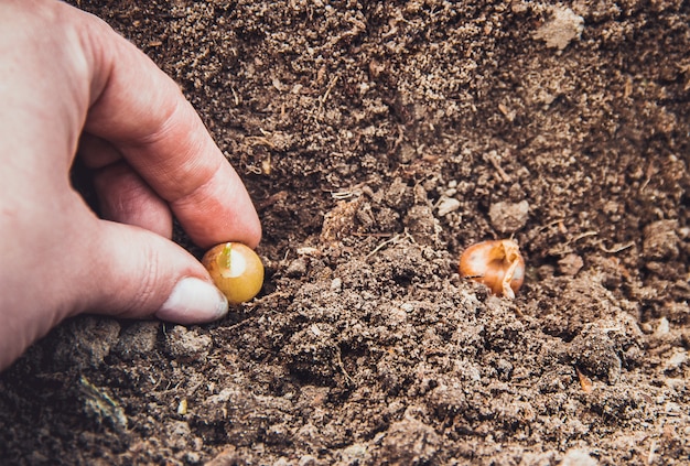 Plantez des oignons dans le jardin. Mise au point sélective.