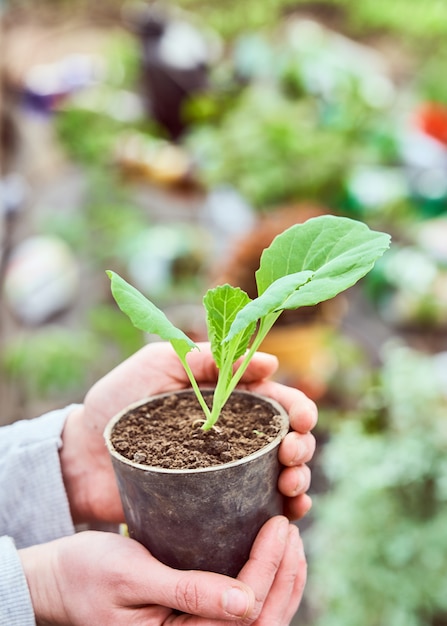 Plantez des plants entre les mains de l'homme.