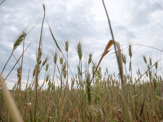 Plants de blé avant la récolte sur le champ de l&#39;agriculture