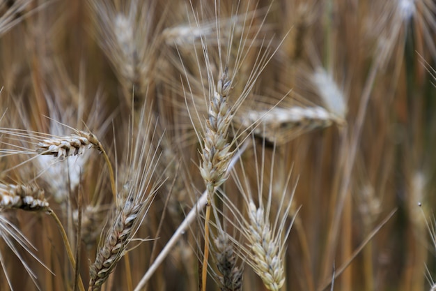 Plants de blé sur le terrain