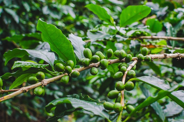 plants de café