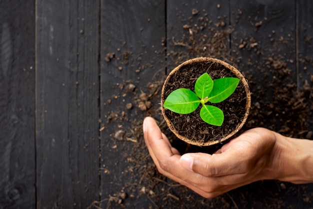 Les plants dans les pots en fibre de coco sont placés sur un bois noir.