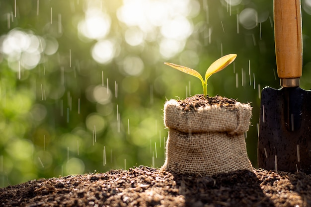 Les plants dans le sac ont été placés sur le sol.