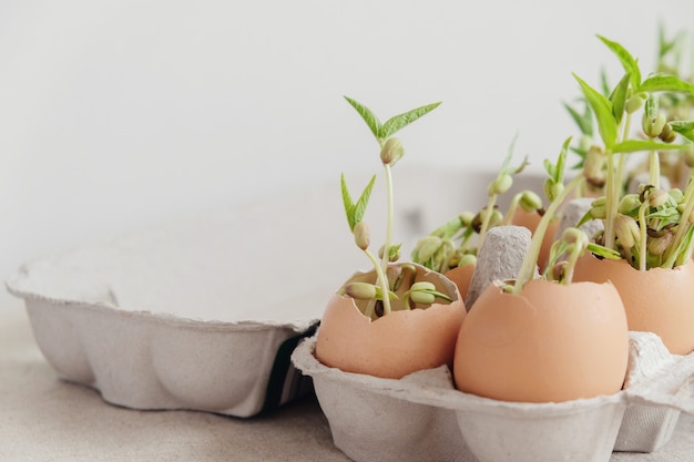 Plants plantés dans des coquilles d&#39;œufs