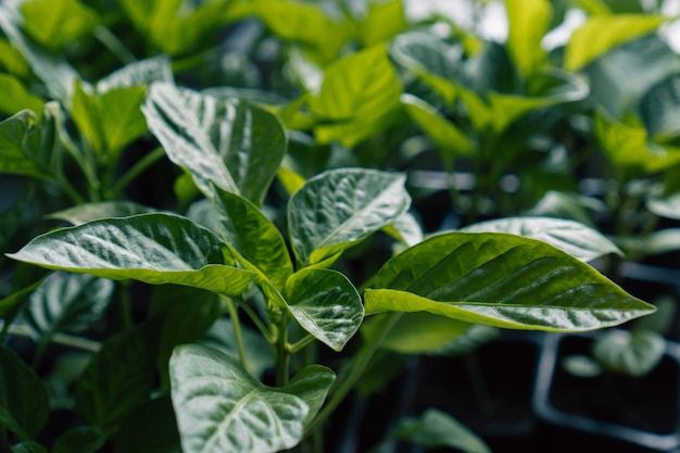 Plants de poivre sur le rebord de la fenêtre Planter un potager Semer des graines et faire pousser des semis