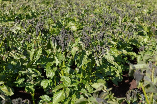 Photo plants de pommes de terre endommagés par le gel