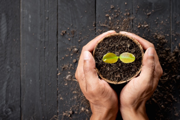 Les plants poussent dans des pots de fibre de noix de coco.