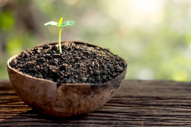 Les plants poussent depuis le sol.