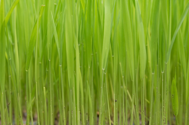 Plants de riz, Le début d&#39;une plante de riz ou de riz.