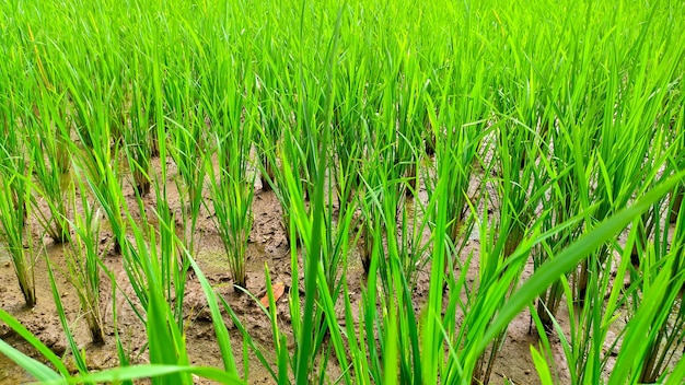 Les plants de riz poussent bien dans les rizières vertes fraîches Agriculture indonésienne