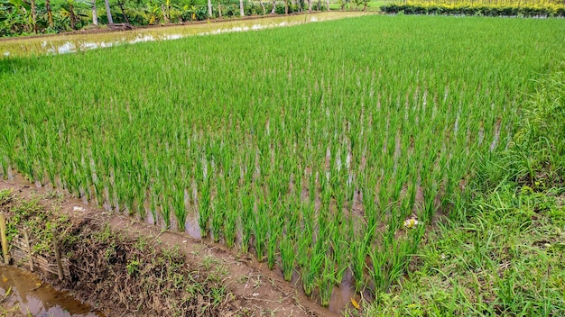 Les plants de riz poussent bien dans les rizières vertes fraîches Agriculture indonésienne