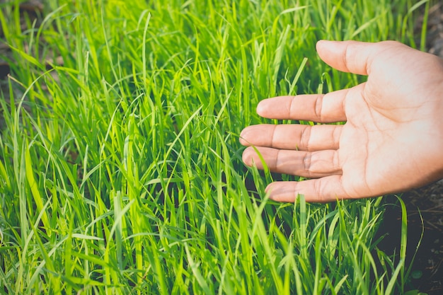 Les plants de riz poussent.