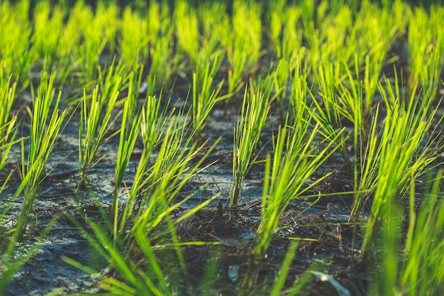 Plants de riz