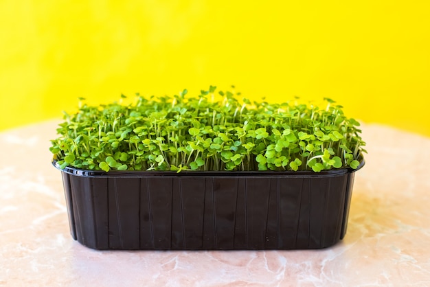 plants de roquette sur fond jaune