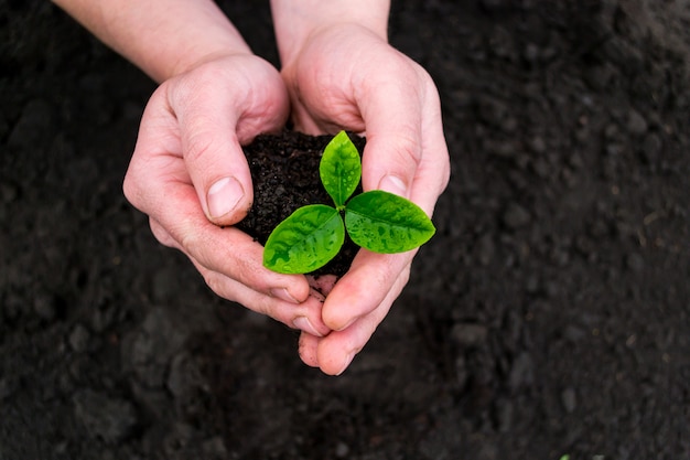 Les plants sont peu profonds. Une petite pousse d'un pomelo