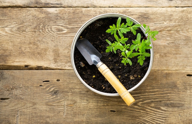 Plants de souci en pot sur un fond en bois