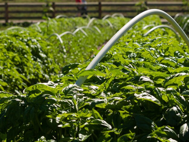 Plants de tomates dans le potager.