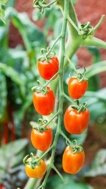 plants de tomates dans le potager.