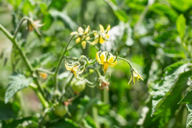 Les plants de tomates en fleurs dans le jardin fleurissent jaunes par une journée ensoleillée.