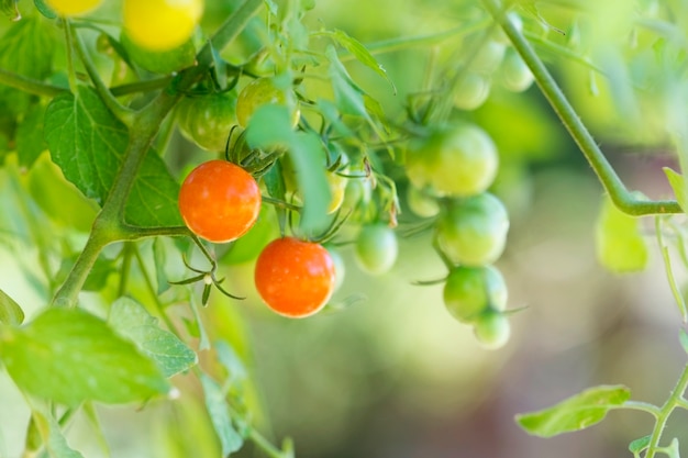 Plants de tomates fraîches