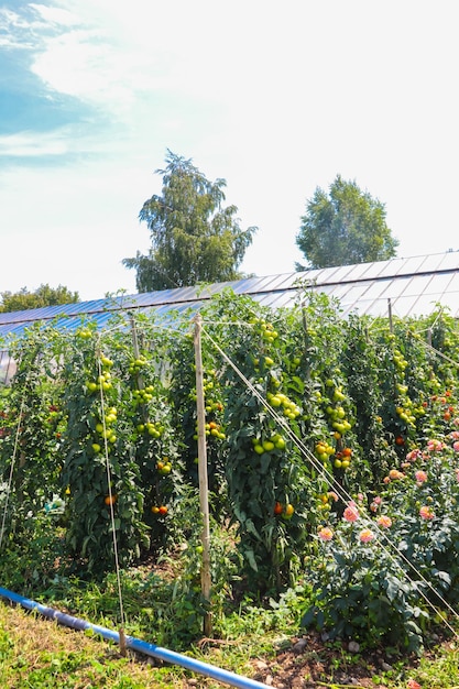 Photo les plants de tomates qui poussent dans un potager biologique