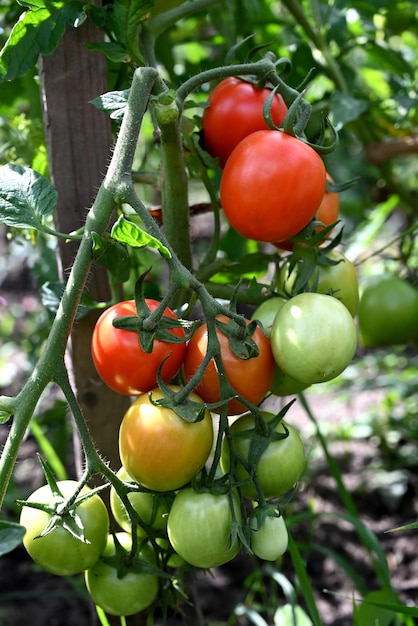 Plants de tomates en serre Plantation de tomates rouges vertes Agriculture biologique jeunes plants de tomates croissance en serre