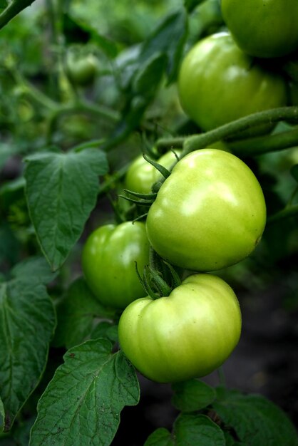 Plants de tomates en serre Plantation de tomates vertes Agriculture biologique Croissance des jeunes plants de tomates en serre