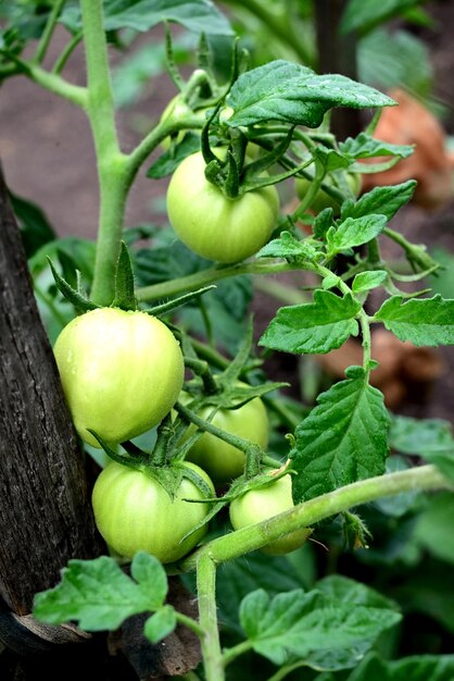 Plants de tomates en serre Plantation de tomates vertes Agriculture biologique Croissance des jeunes plants de tomates en serre