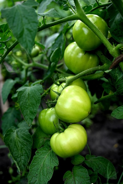 Plants de tomates en serre Plantation de tomates vertes Agriculture biologique Croissance des jeunes plants de tomates en serre