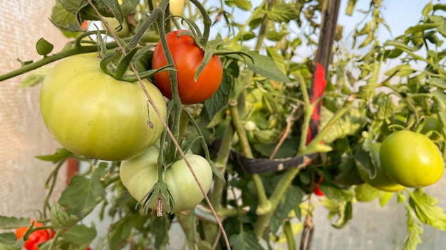 Plants de tomates en serre Plantation de tomates vertes