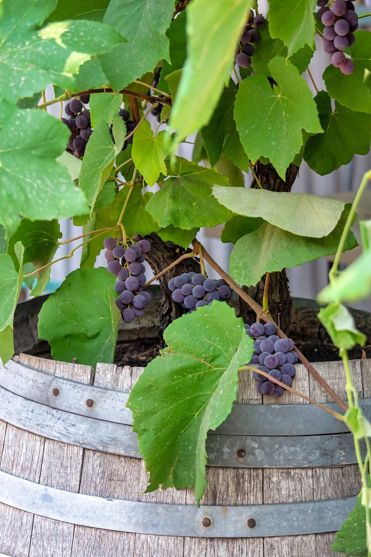 Photo plants de vigne noire poussant à partir de tonneaux en bois