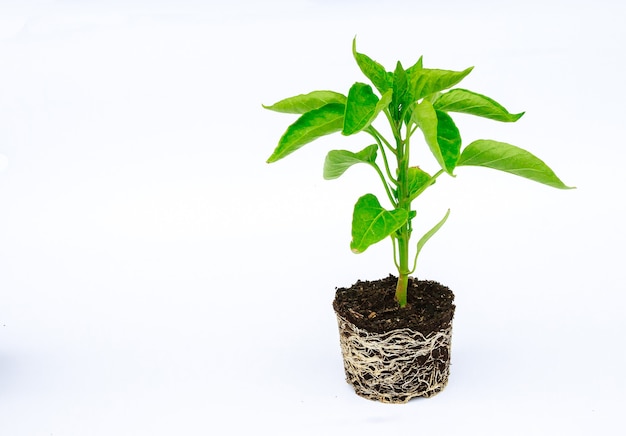 Plantule de poivron avec un système racinaire bien développé sur fond blanc. Racine et tige, feuilles de semis de poivre.