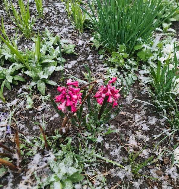 Une plaque de neige est au sol avec quelques fleurs roses.