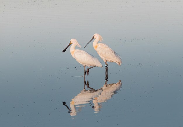 Platalea leucorodia dans un étang tôt le matin