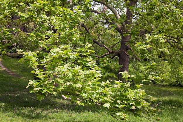 Platane majestueux sur la clairière verte de l'été.